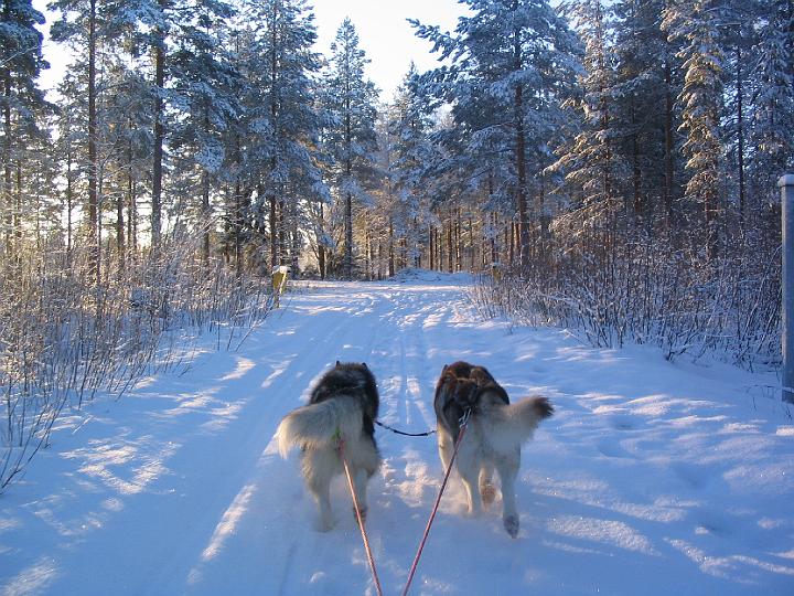 Awa ja Apollo 23.1.08 015.jpg - Awa ja Apollo 23.1.08 / Awa and Apollo working 23.1.08